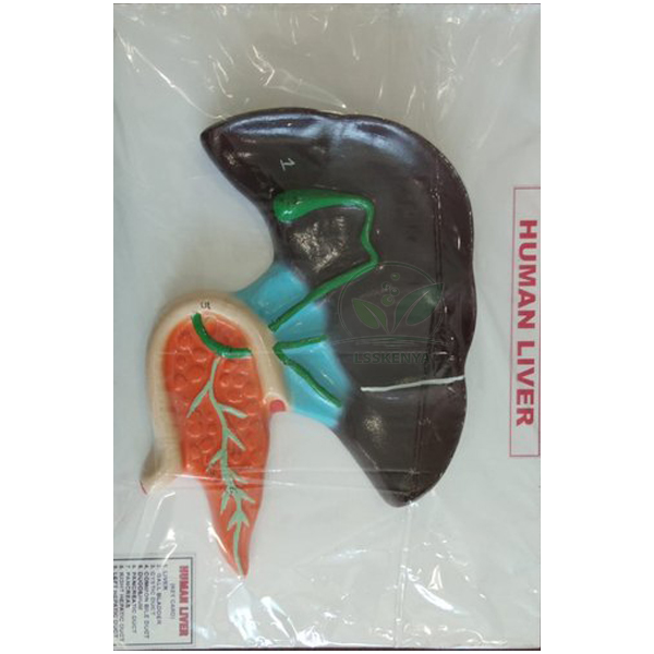 Human Liver Model