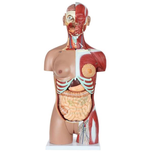 Human Torso Unisex 12 parts