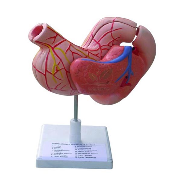 Human Stomach Model on Stand