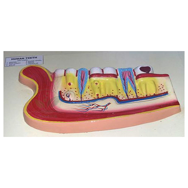 Human Teeth Model, Lower Jaw