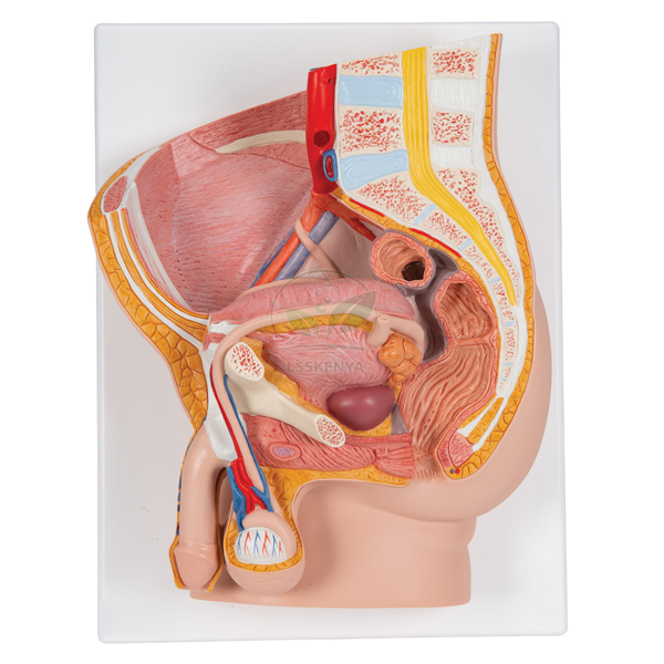 Human Pelvis Male Model