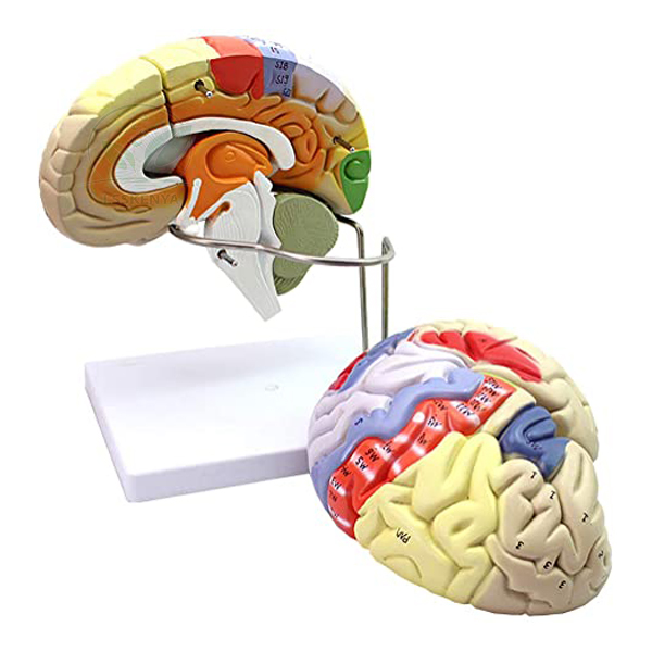 Human Brain Model, 2 Parts
