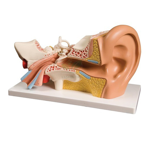 Ear model, PVC Plastic