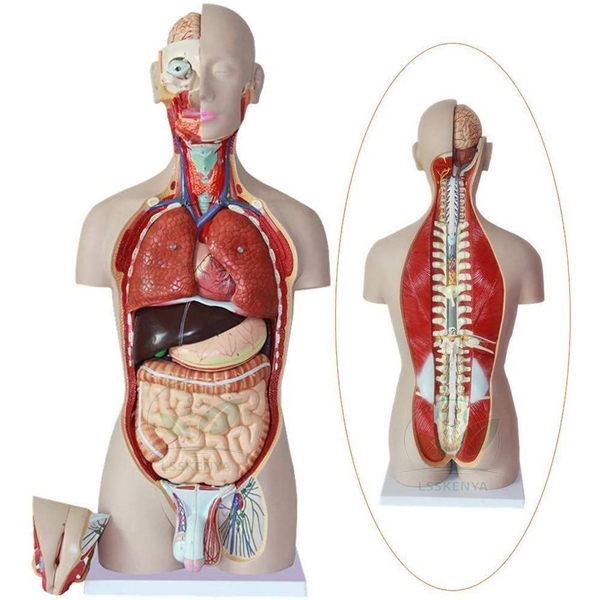 Human Torso with Muscles and Open Back, 27 Parts