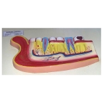 Human Teeth Model, Lower Jaw