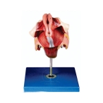 Human Female Genital Organs Model