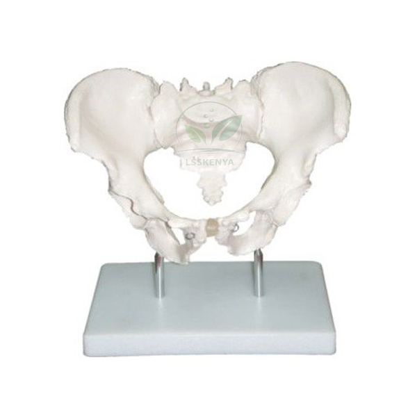 Human Adult Male Pelvis Structural Model
