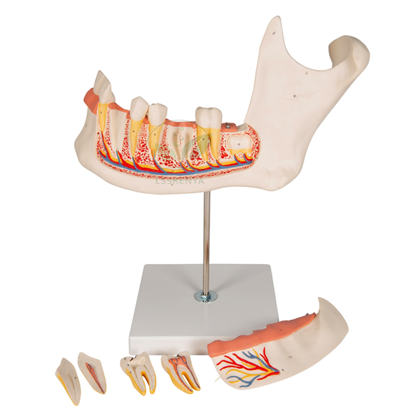 Human Teeth Model Lower Jaw, on Stand