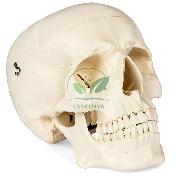 Skull Model