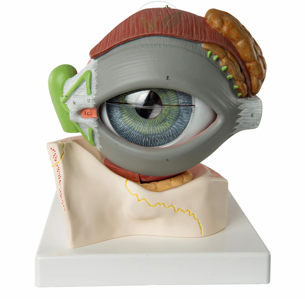 Human Eye Model with Eyelids