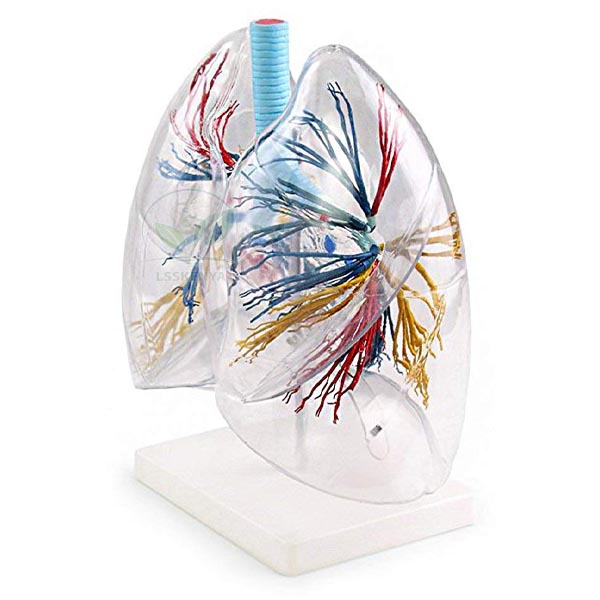 Human Transparent Lung Segment Model