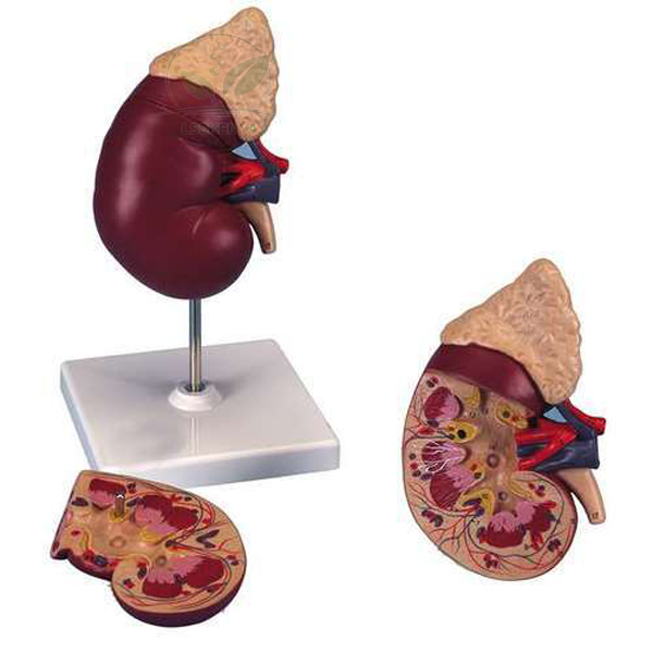 Human Kidney On Stand Model