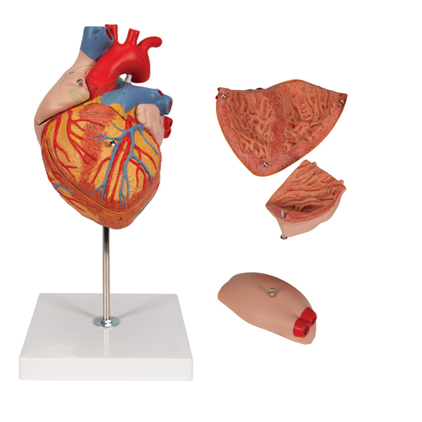 Human Heart Model 4 Parts