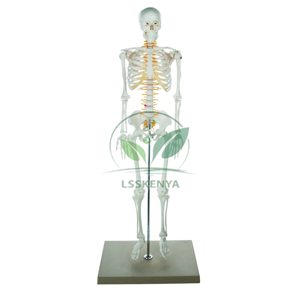 Human Skeleton - 85 cm