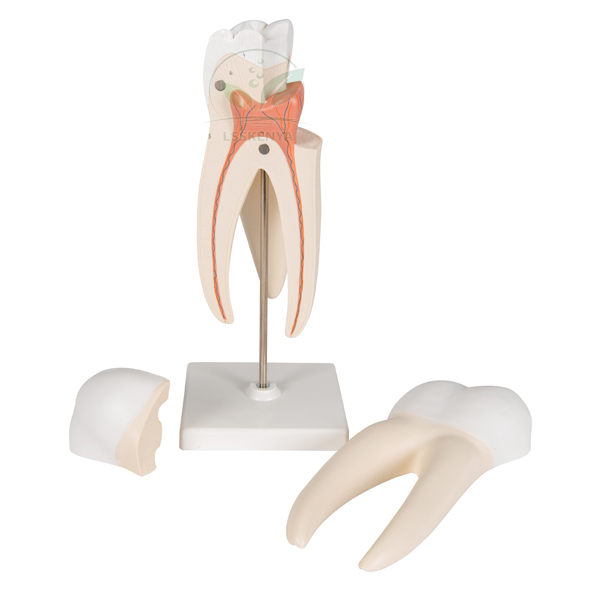 Human Teeth Model, Triple Root Molar