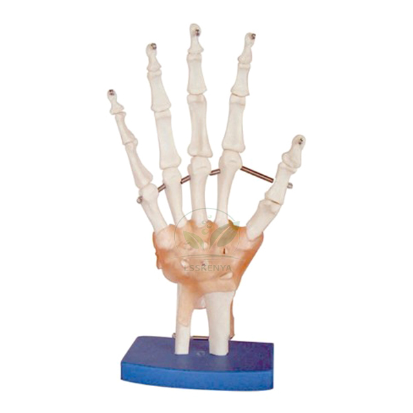 Life Size Hand Joint Model With Ligaments