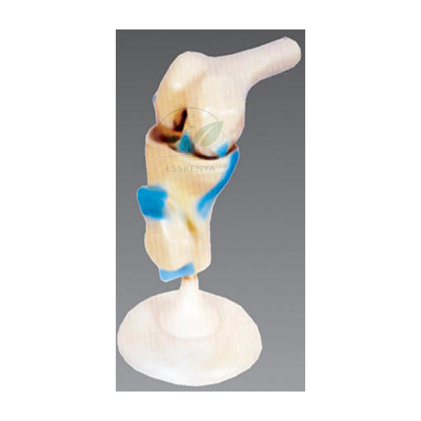 Life Size Human Knee Joint Model Functional