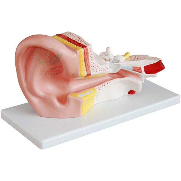 Human Ear Model, 3 Parts