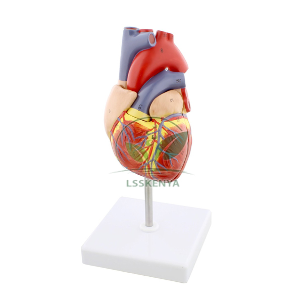 Heart Model