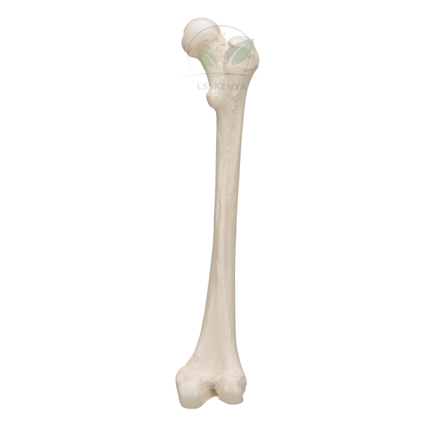 Human Femur Bone Model