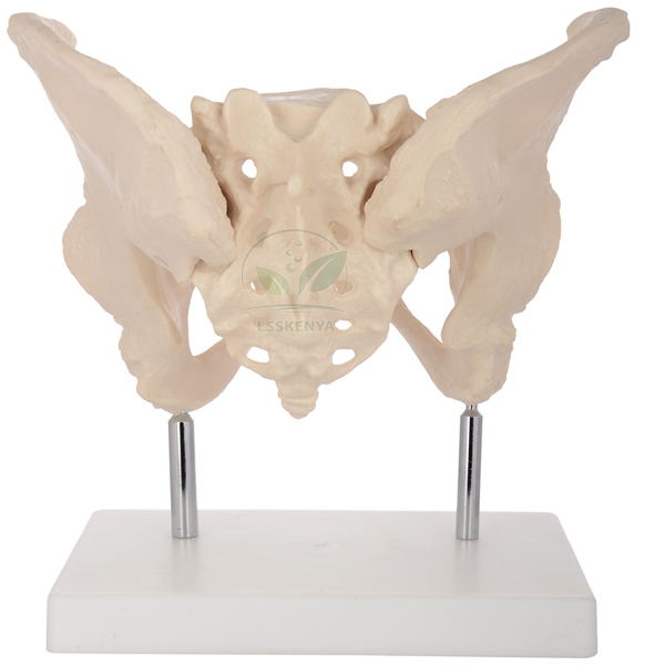 Human Adult Female Pelvis Structural Model