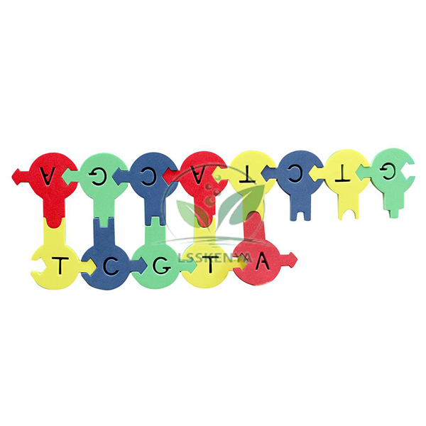Demo DNA Nucleotides