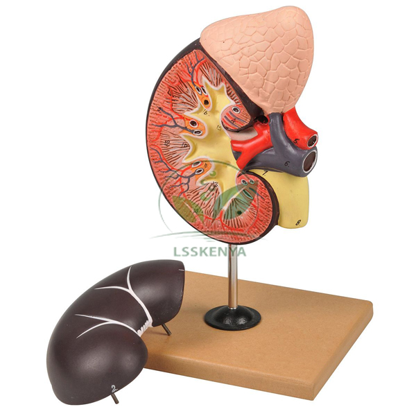Kidney With Adrenal Model