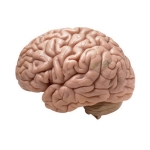 Human Brain Model, 4 Parts