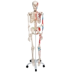 Life Size Human Skeleton Model Painted