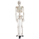 Mini Human Skeleton Model