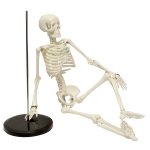 Human Skeleton Model, Small Plastic