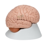 Human Brain Model, 8 Parts