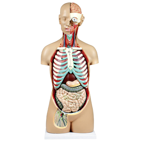 Human Sexless Torso 14 parts