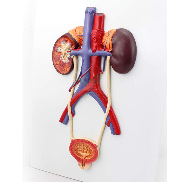 Human Urinary System Model