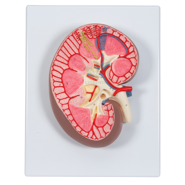 Human Kidney Model