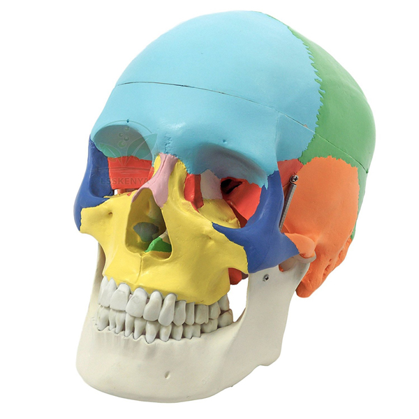 Human Skull Model, Life Size Coloured
