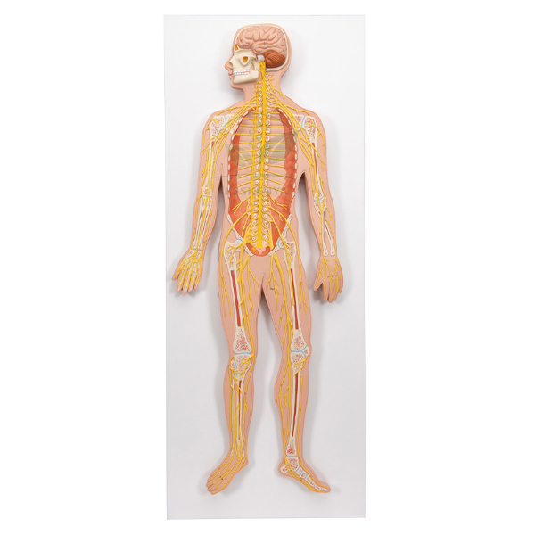 Human Nervous System Model