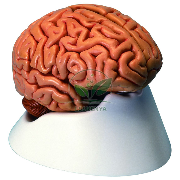 Human Brain, 5 Parts