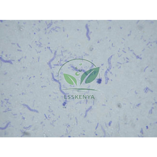 Bacteria slide Set of 12