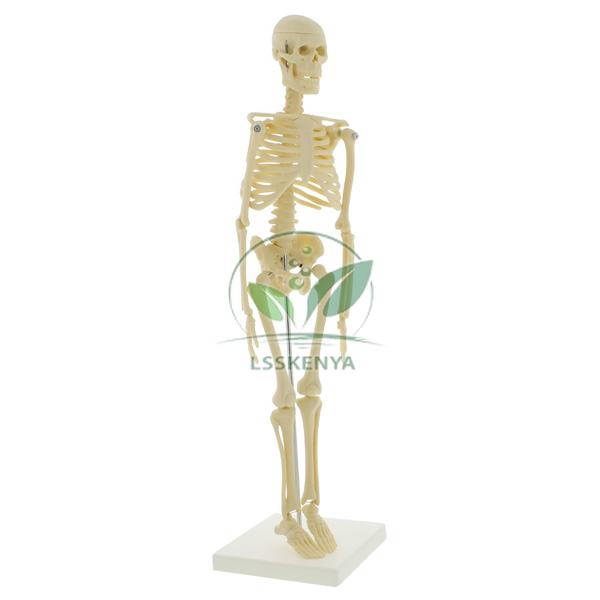 Mini Skeleton