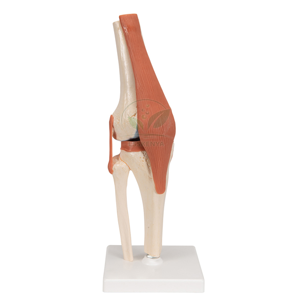 Human Knee Joint Model, Small