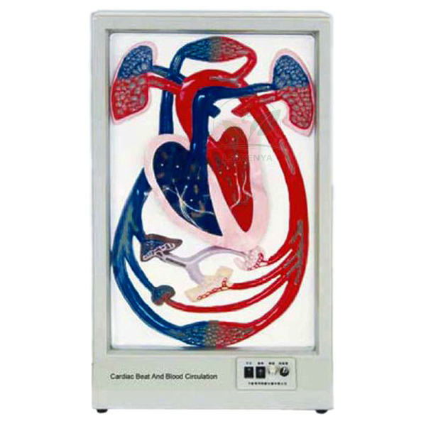 Human Cardiac Beat And Blood Circulation Model