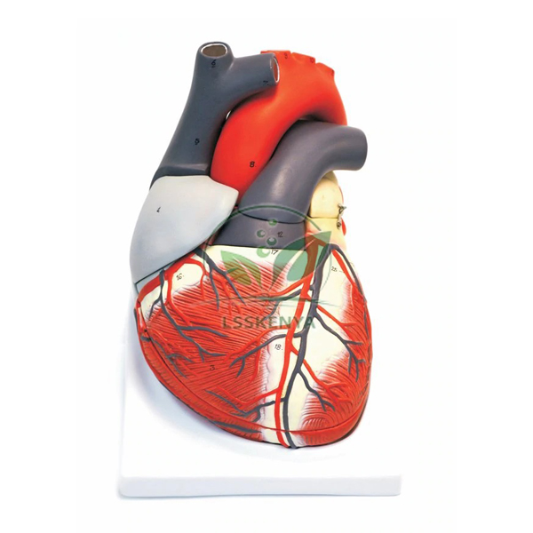 Heart Model, Giant