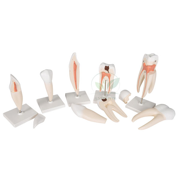 Human Tooth Set