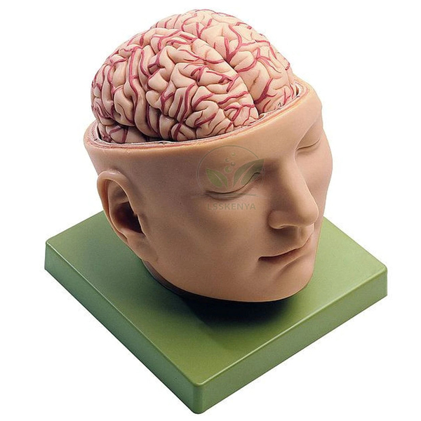Human Brain Model in Head