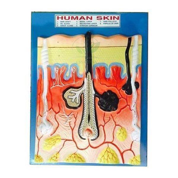 Human Skin Model