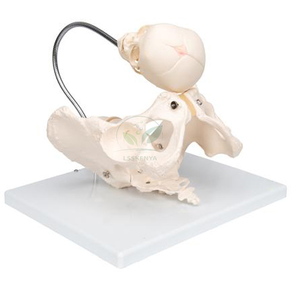 Human Birth Demonstration Model