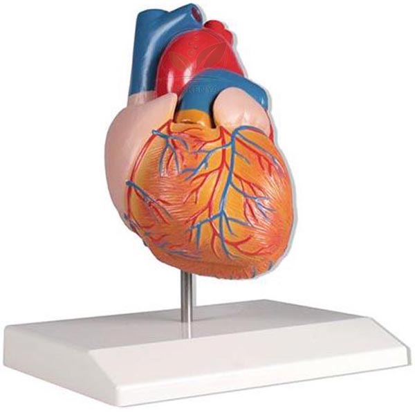 Human Heart Model