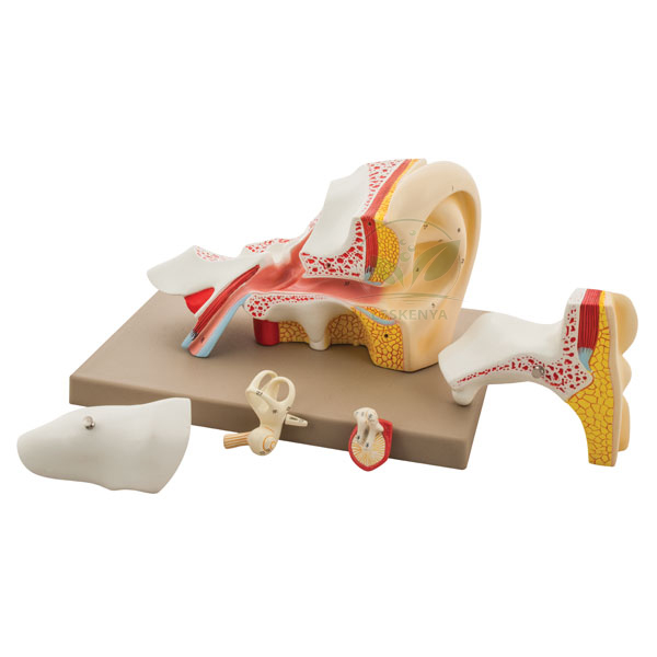 Human Ear Model 5 Parts