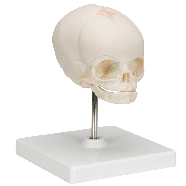 Human Skull Model, Fetal Child